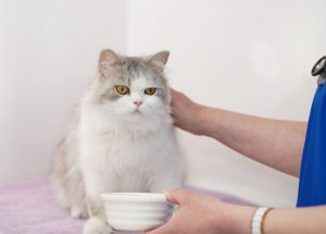 Cat with a bowl being stroked by a person