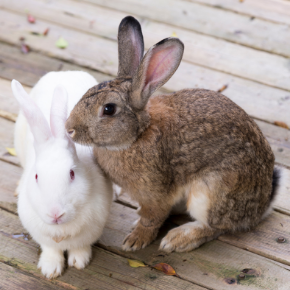 Helen advises if rabbits, guinea pigs & hamsters need companions
