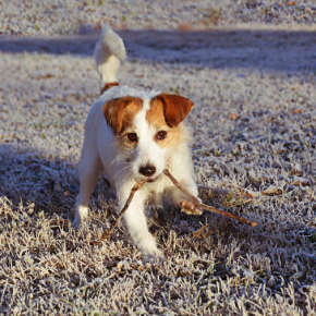 Five cold weather walking tips for your dog