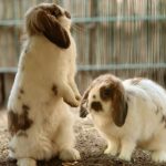 Emma has six rabbit owner tips to help you in 2022