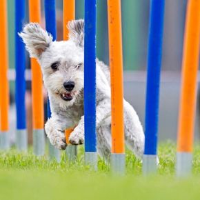 Must-have exercise and nutrition tips for dogs in Middlesex