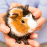 Lifesaving guinea pig advice from Travel Vet